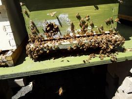  Bees fanning at entrance to cool hive; photo by Dewey M. Caron
